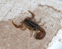 Centruroides baldazoi