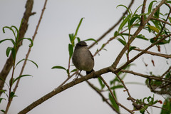 Serpophaga nigricans