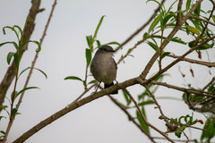 Serpophaga nigricans