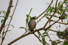 Serpophaga nigricans