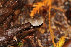 Mycena rubromarginata
