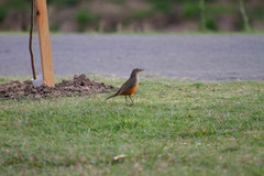 Turdus rufiventris