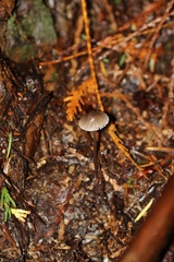 Mycena rubromarginata