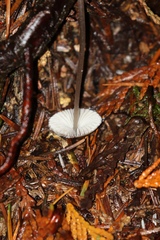 Mycena rubromarginata
