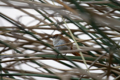 Certhiaxis cinnamomeus