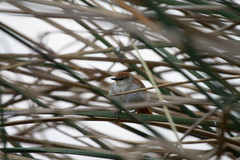 Certhiaxis cinnamomeus