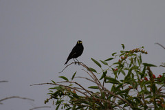 Hymenops perspicillatus