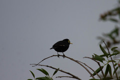 Hymenops perspicillatus