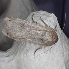 Noctua pronuba