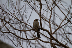 Zonotrichia capensis