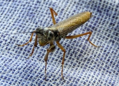 Mantoida maya