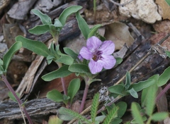 Dyschoriste schiedeana
