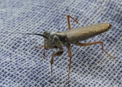 Mantoida maya