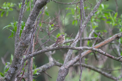 Zonotrichia capensis