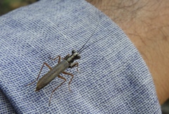 Mantoida maya