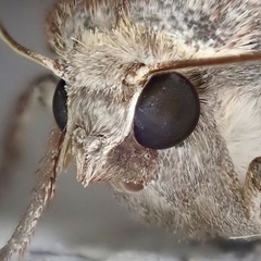 Noctua pronuba