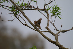 Zonotrichia capensis