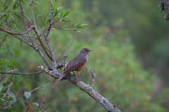 Turdus rufiventris