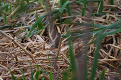 Hymenops perspicillatus