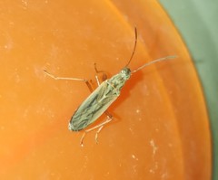 Paromius longulus