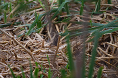 Hymenops perspicillatus