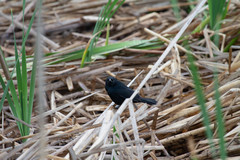 Agelasticus cyanopus