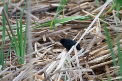 Agelasticus cyanopus