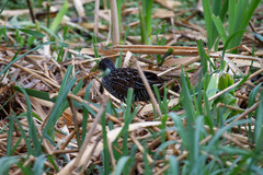 Pardirallus maculatus