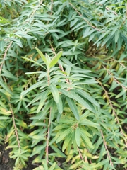 Euphorbia graminifolia