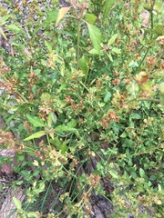 Dicliptera brachiata