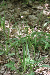 Allium decipiens quercetorum