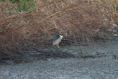 Nycticorax nycticorax