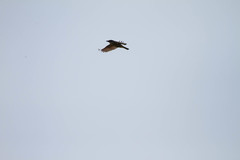 Pitangus sulphuratus