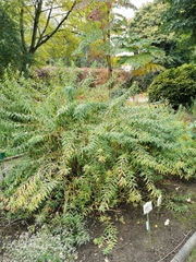 Euphorbia graminifolia