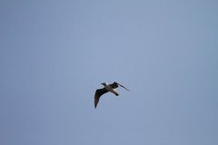 Chroicocephalus cirrocephalus