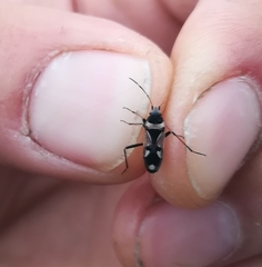 Raglius confusus