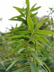 Euphorbia graminifolia