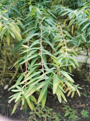 Euphorbia graminifolia
