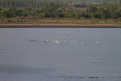 Cygnus melancoryphus