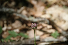 Allium decipiens quercetorum