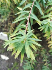 Euphorbia graminifolia