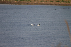 Cygnus melancoryphus