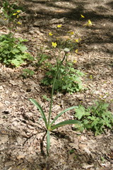 Allium decipiens quercetorum