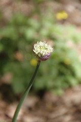 Allium decipiens quercetorum