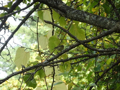 Ruby-crowned Kinglet photographed in Massachusetts