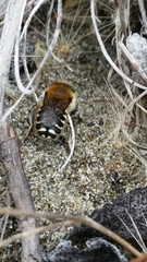 Anthidium palliventre