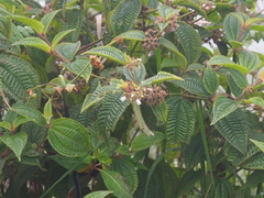 Miconia crenata