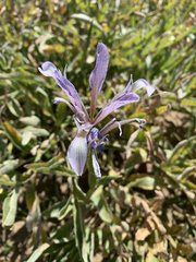 Iris songarica