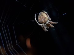 Araneus ventricosus