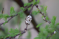 Coccoidea